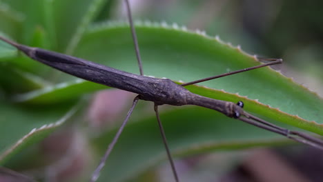 Sartén-A-Través-Del-Cuerpo-De-Agua-Insecto-Palo-También-Conocido-Como-Escorpión-De-Agua