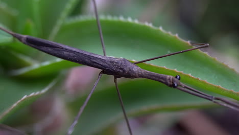 sartén a través del cuerpo de agua insecto palo también conocido como escorpión de agua