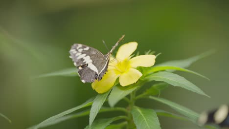 Butterfly-gracefully-feeding-on-a-sunny-yellow-flower