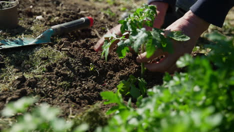 Primer-Plano-De-Una-Mano-Haciendo-Trabajos-De-Jardinería