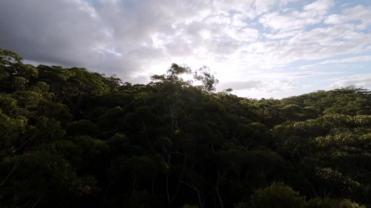 volando a través del hermoso bosque australiano por la mañana
