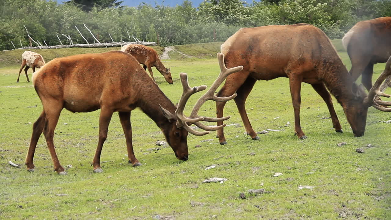 los alces toros machos caminan pastan y comen en la hierba