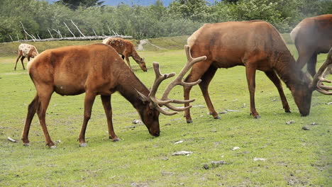 male bull elks walk graze and eat on grass