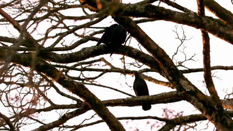 Crow-flying-from-branch-to-branch