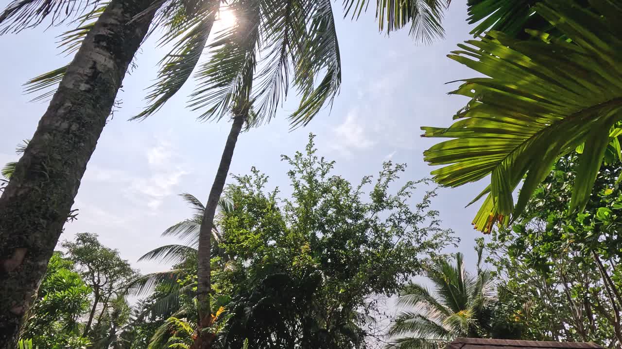 은 날에 나무와 빛