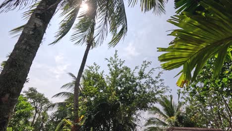 palmeras y luz del sol en un día despejado