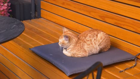 ginger kitten sleeping peacefully on a cushion on a wooden bench