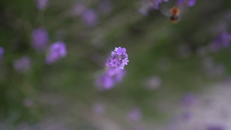 macro of a bumblebee mid flight collecting nectar from blooming lavender flowers