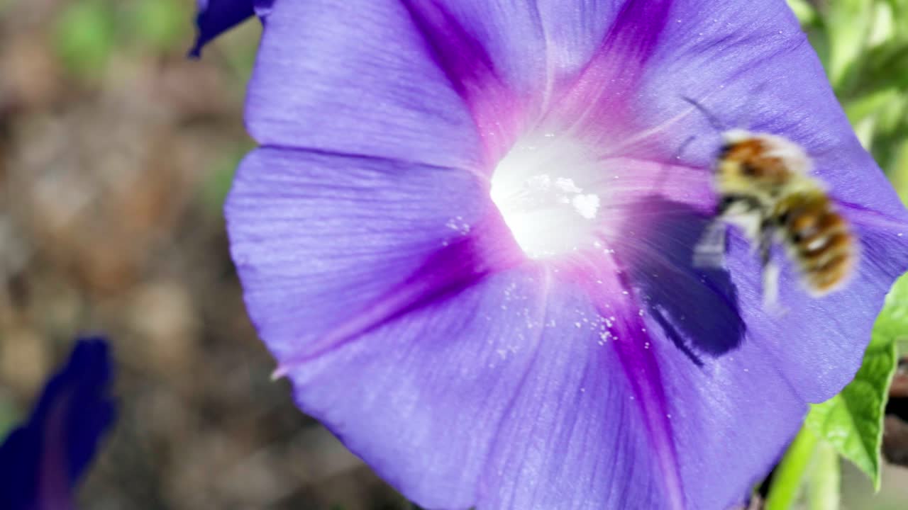 fotografía de cerca de una abeja cubierta de polen saliendo de una ipomoea púrpura