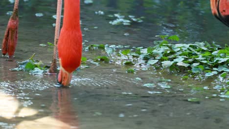 flamingo dips beak in water, searching for food