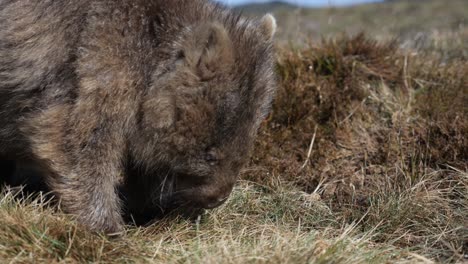 tasmanian wombat eating native green and yellow shrubs, brown furry marsupial australian animal