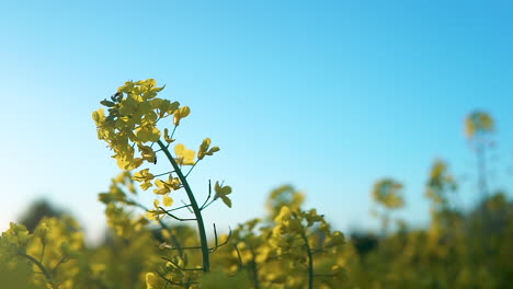 yellow rape flower ripens in the sun and blue sky, slow movement of the plant in the wind