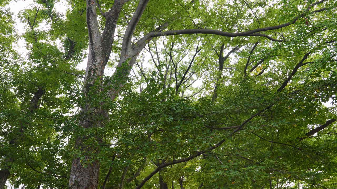 View looking up into a thick forest canopy with large tree trunks and lush, vibrant green leaves against the bright sky