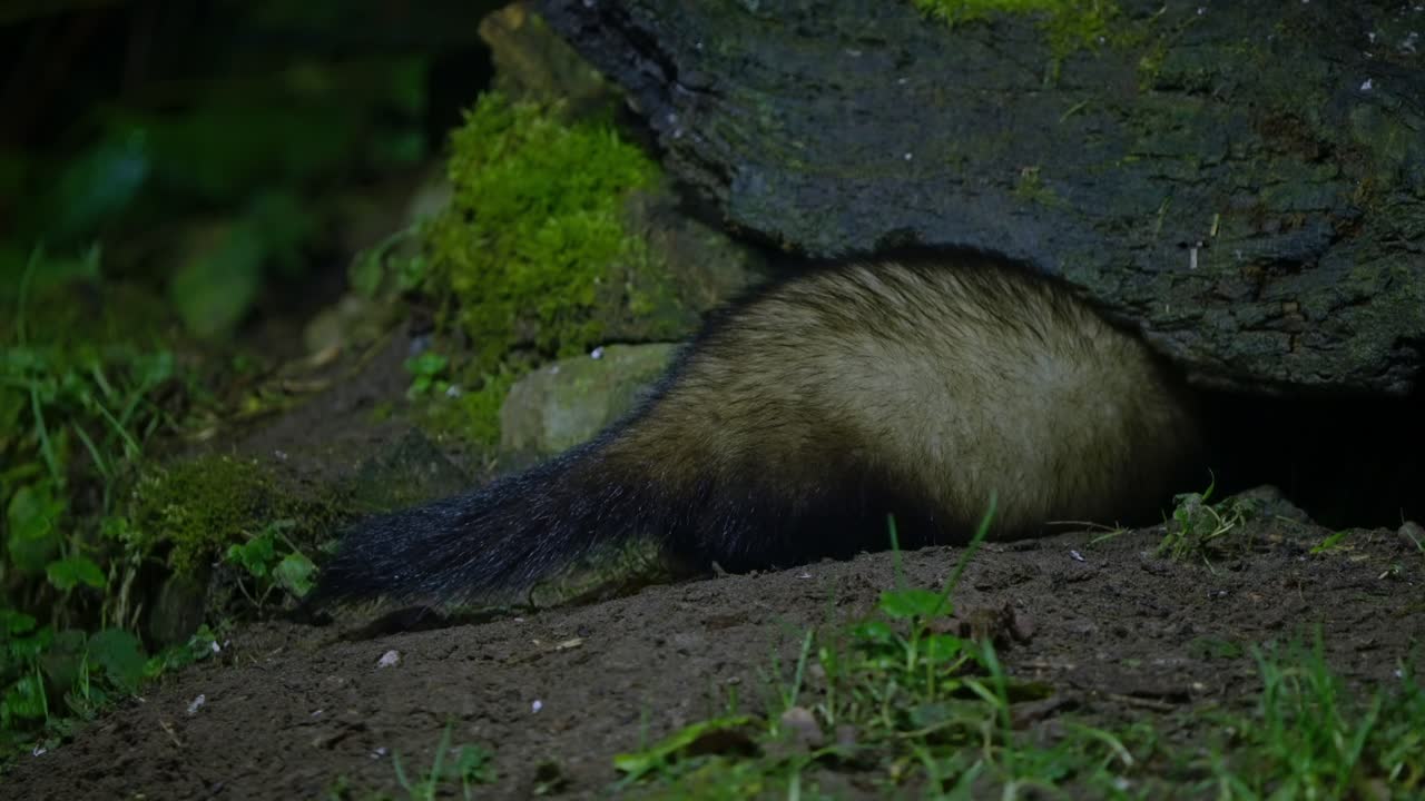 A European polecat walking across mossy forest undergrowth in Drenthe, Netherlands