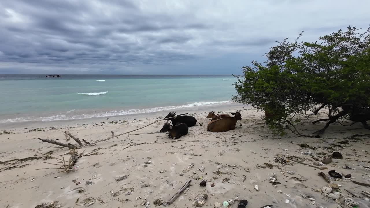 Cows lying on sandy tropical beach along the coastline of Gili Trawangan island in Indonesia, showing authentic island life and rural atmosphere in Southeast Asia