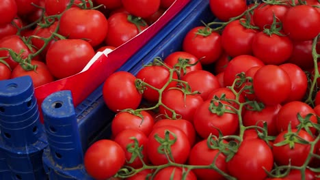 tomates cerezos rojos en un mercado,