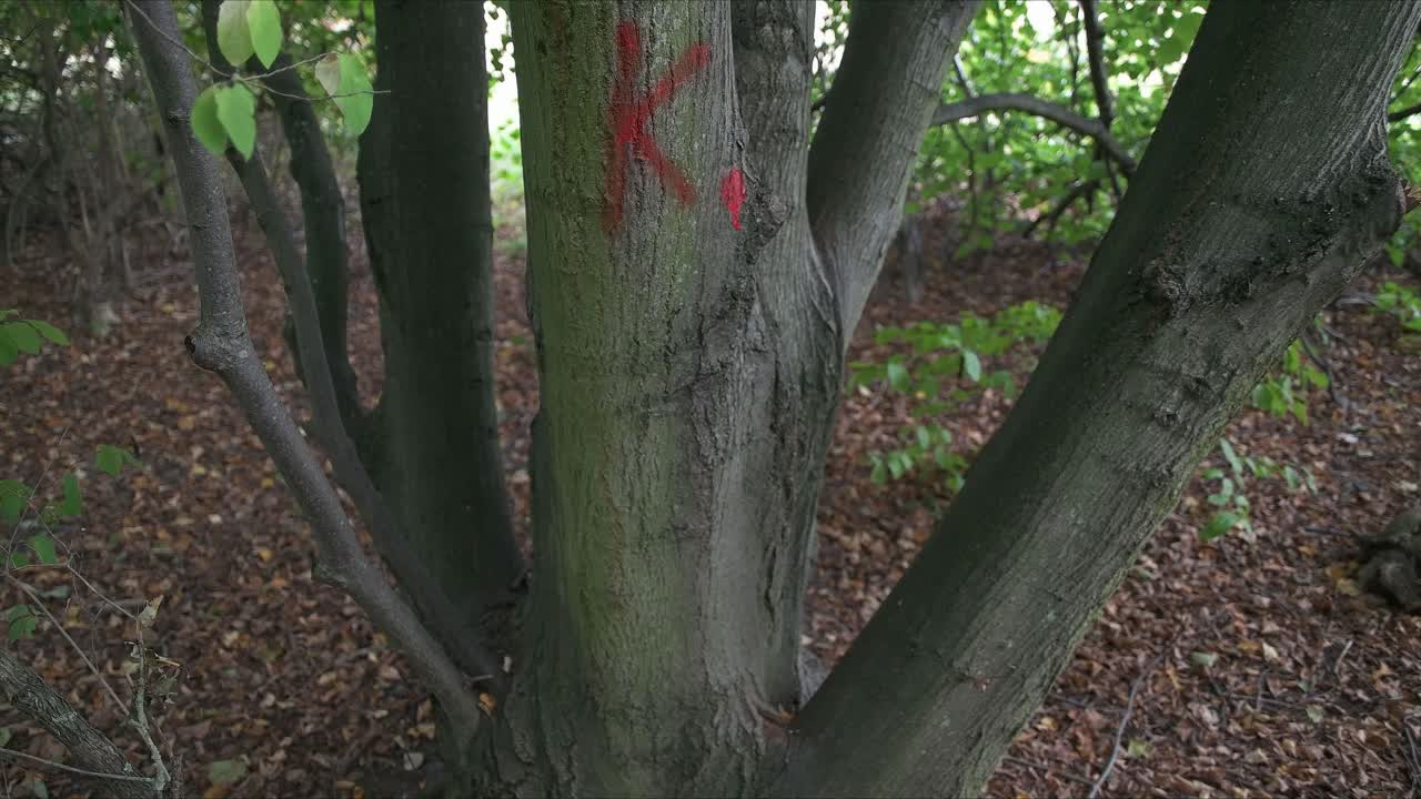 숲에서 문자 k로 표시된 나무