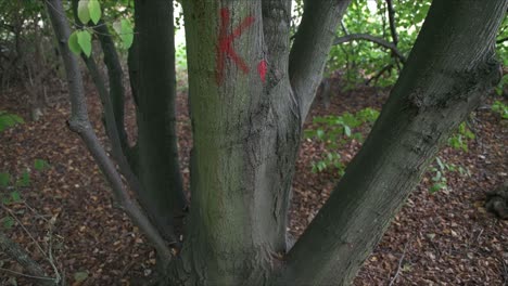 árbol marcado con la letra k en el bosque