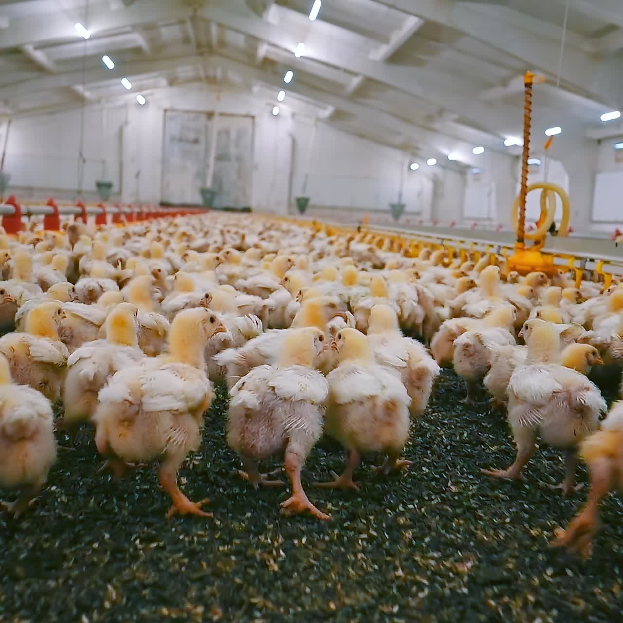 Broiler chickens growing on a poultry farm. Yellow chicks become white while fattening on a factory. Chicken production industry