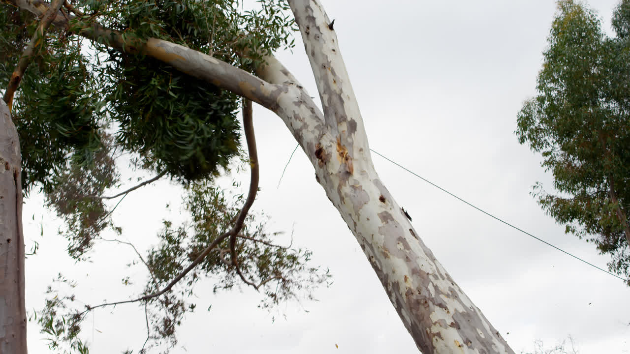 дерево падает с ствола в лесу 4k