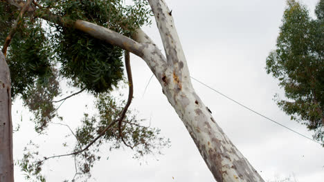 tree falling from trunk in forest 4k