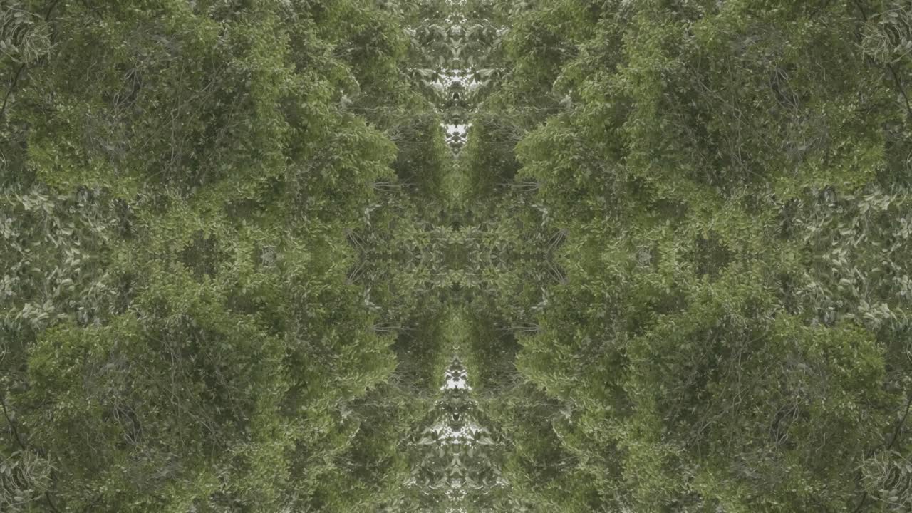 caleidoscopio de vegetación usando imágenes de bosque de wissahickon creek, philadelphia, #52