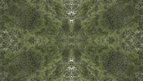 greenery kaleidoscope using forest imagery from wissahickon creek, philadelphia, #52