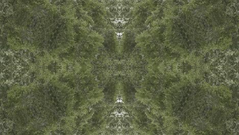 greenery kaleidoscope using forest imagery from wissahickon creek, philadelphia, #52