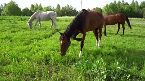 un buen pasto contiene la mayor parte de la nutrición que un caballo necesita para estar sano