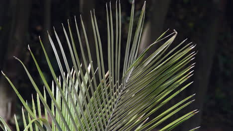 Palm-leaves-in-the-wind-in-Bogota-Colombia