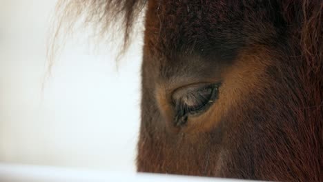 Primer-Plano-Del-Ojo-De-Caballo-En-El-Zoológico