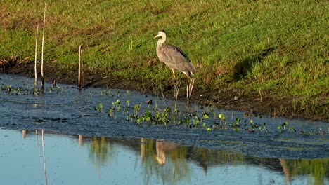 great blue heron spreads its wing
