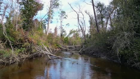 Downed-trees-in-econfina-creek-in-Florida-panhandle-with-flowing-water