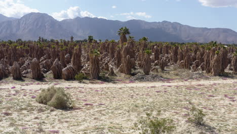 vast palm tree plantiation in dry badlands