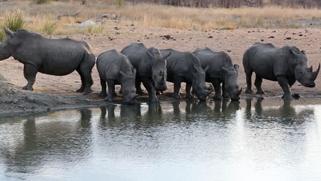 Un-Grupo-De-Rinocerontes-Blancos-En-Peligro-De-Extinción-Bebe-En-Un-Abrevadero-Mientras-Algo-Asusta-A-Un-Macho-Y-Hace-Que-Gire-Y-Proteja-Al-Grupo