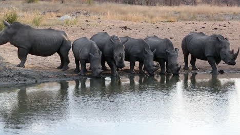 group for endangered white rhinoceroses drink at waterhole while something startles a male causing him to turn and protect the group