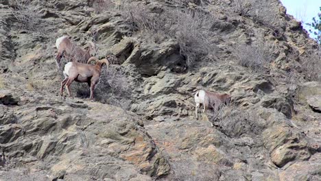 three-large-bighorn-sheep-graze -dried-branches-on-side-of-mountain