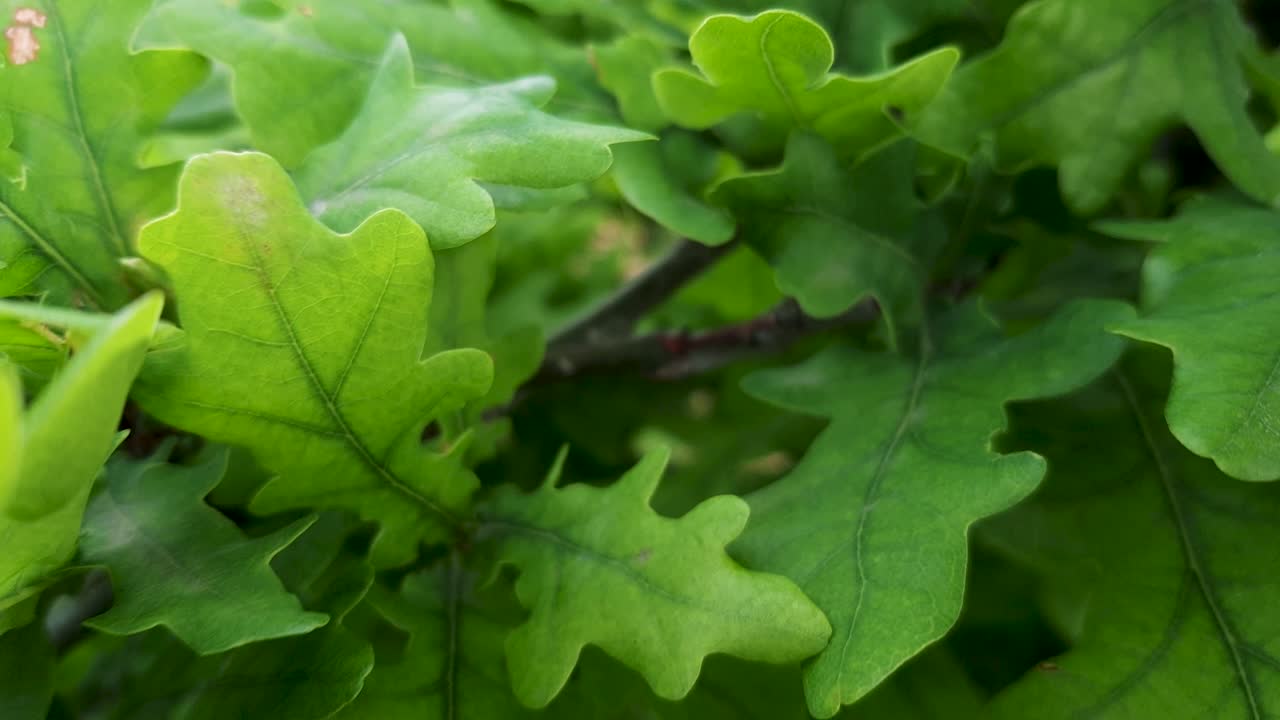 Close up of blurred receding background of green young beautiful leaves on branches of oak tree as a backdrop. Nature flora and eco concept with copy space