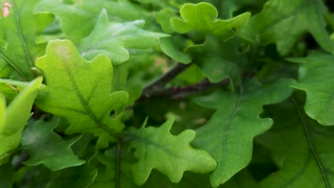 close up of blurred receding background of green young beautiful leaves on branches of oak tree as a backdrop. nature flora and eco concept with copy space