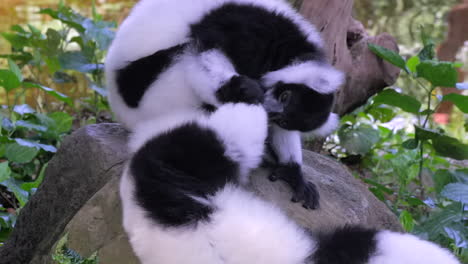 un hermoso par de lémures rufos blancos y negros acicalándose unos a otros - de cerca