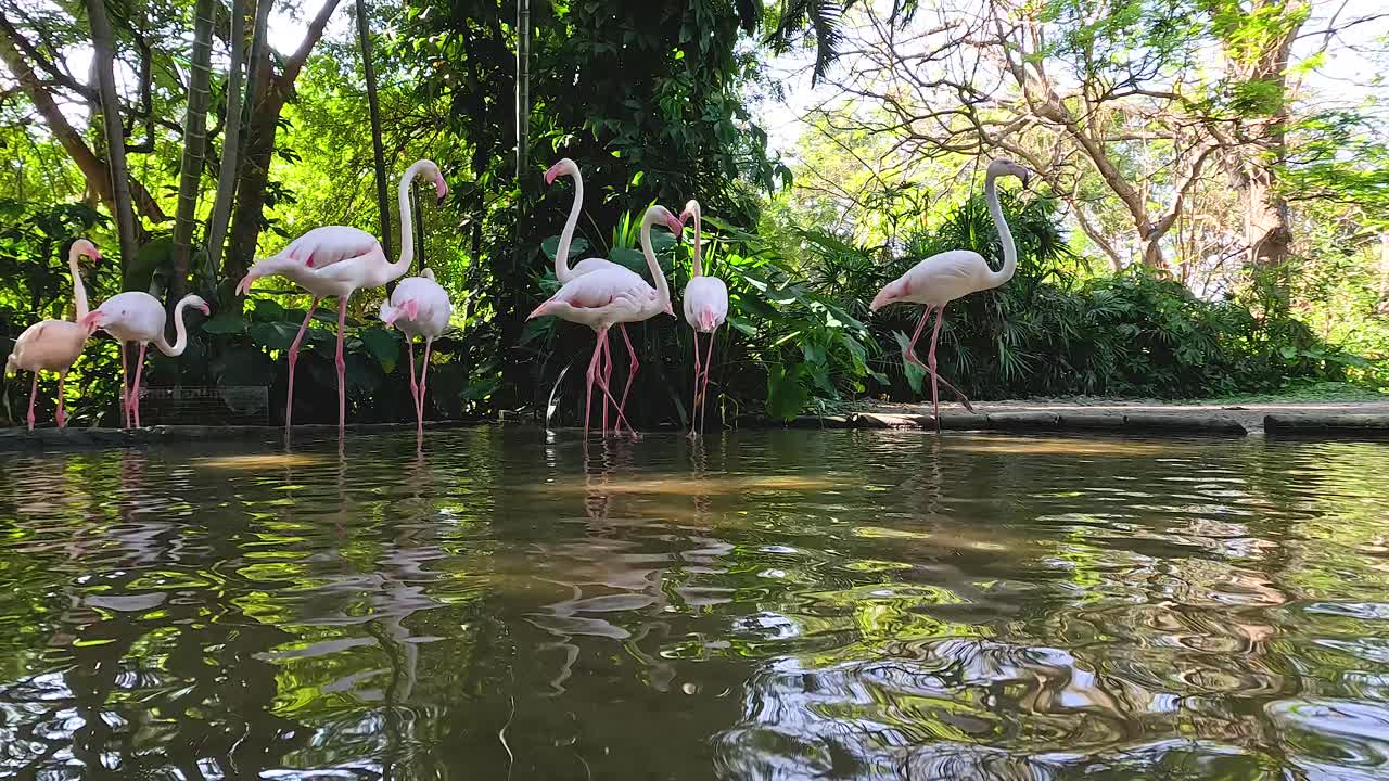 flamencos se reúnen cerca del agua en el zoológico de korat