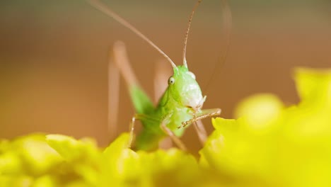 green cricket grasshopper cleaning legs with mouth, macro close up