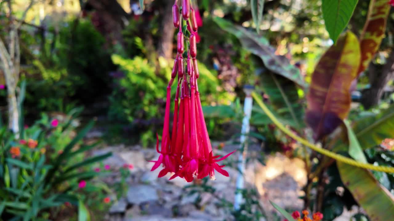 stunning detailed shot cluster of Andean Fuchsia flowers gradually pulling back, showcasing elegance of nature's biodiversity in tropical garden