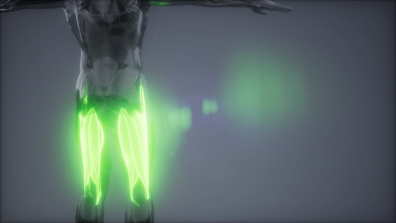 허 ⁇ 지 근육 - 눈에 보이는 근육 해부학 지도