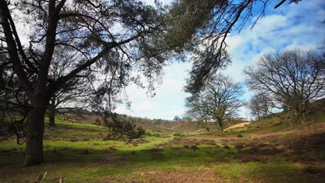 Natural-reveal-of-heathland-famous-Dutch-veluwe-landscape-behind-tree-pov