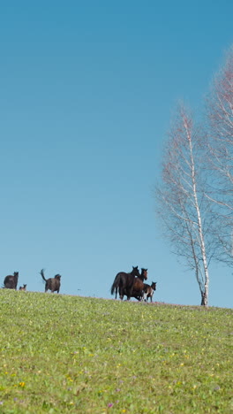 healthy chestnut horses with small colts run along field to bare birches on hill slow motion. strong mares with babies graze in wild nature on sunny day