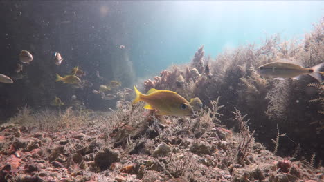 Peces-Tropicales-Nadando-Alrededor-De-Un-Arrecife-De-Coral-En-West-Palm-Beach,-Florida.