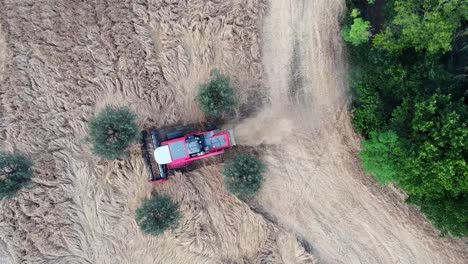 top view red harvester gathers the wheat among the olive trees