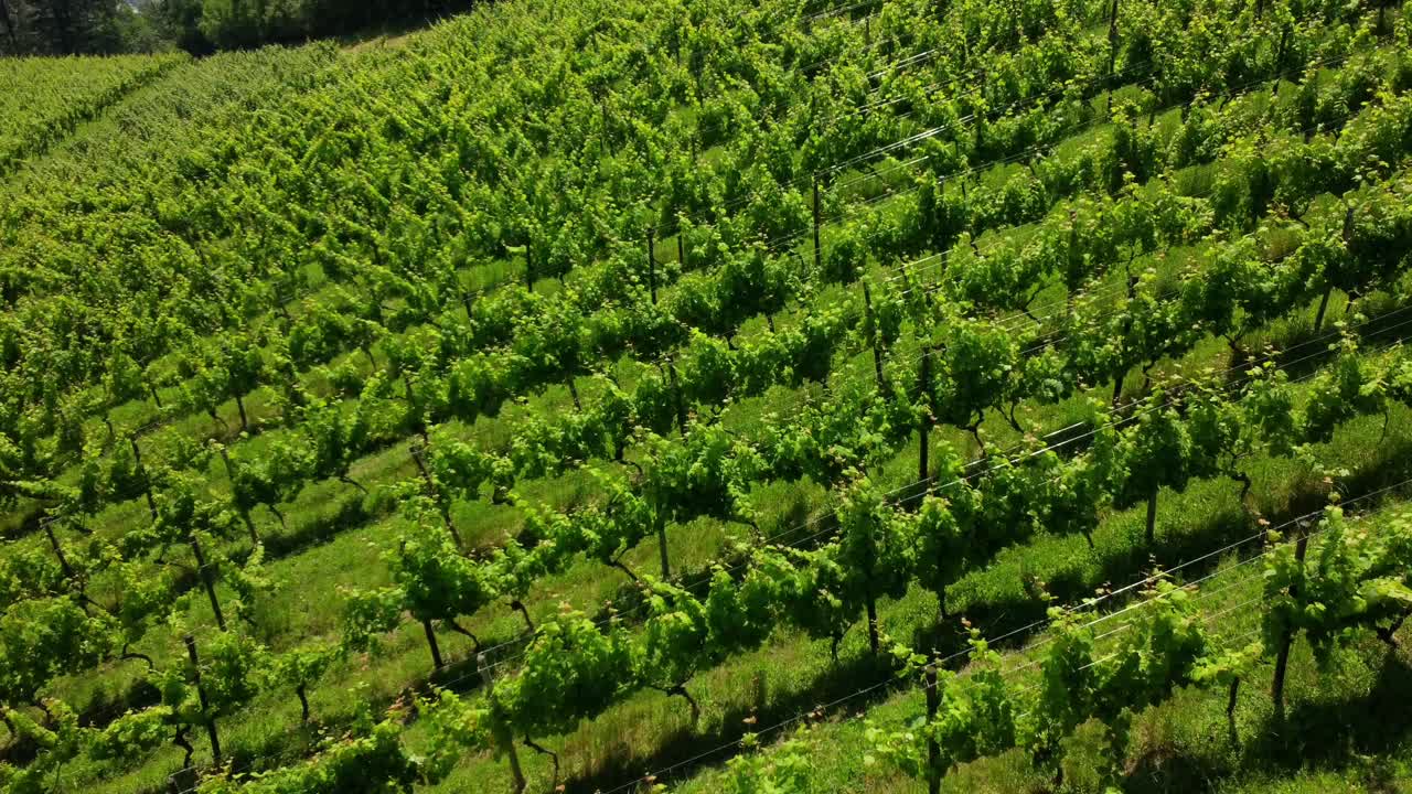 Lush Vineyard with Rows of Grapevines
