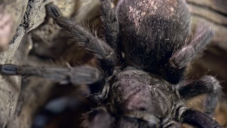 tarántula que se arrastra en el enganche